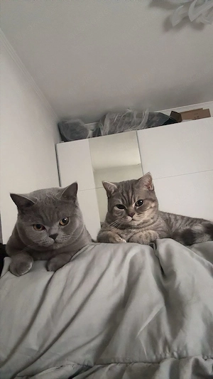 Zwei BKH Katzen mit vollelektronischer Toilette zu verkaufen  Bild 4