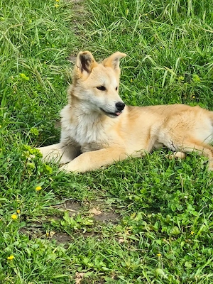 Mischlingswelpe Leo sucht sein Zuhause