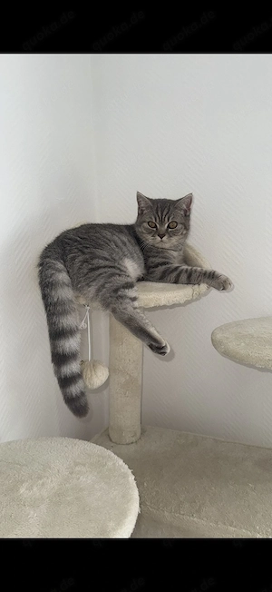 Zwei BKH Katzen mit vollelektronischer Toilette zu verkaufen  Bild 2