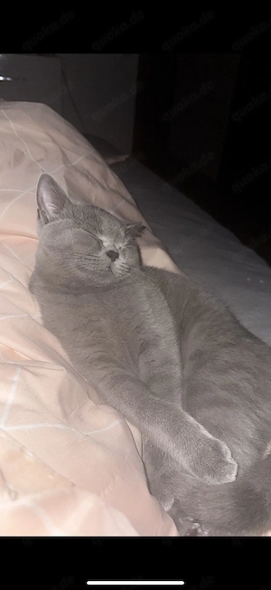Zwei BKH Katzen mit vollelektronischer Toilette zu verkaufen  Bild 5