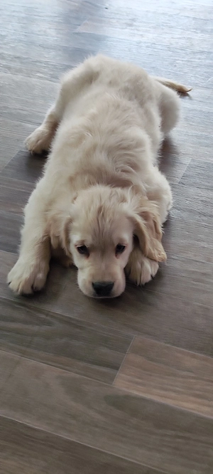 2 wunderschöne Golden Retriever Welpen Rüden suchen ab sofort 