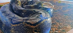 Netzpython (0,1 4,50m+)