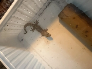 3 Jungferngeckos alle zusammen abzugeben