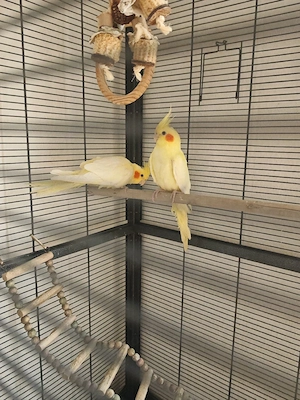 Nymphensittiche mit Käfig 