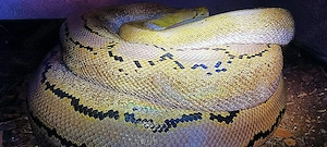 Netzpython (0,1  4,5m +)