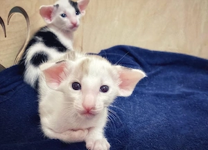 Schönes Peterbald-Kätzchen