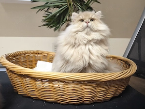 BLH Kater 1 Jahr alt  lilac golden exzellente Stammbaum getestet geimpft sehr handzahm