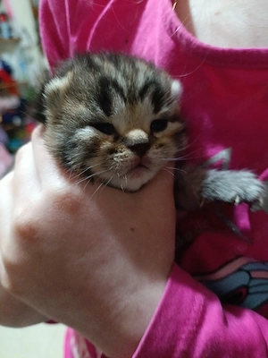 Katzenbabys bkh golden bleck  NY24 Getiegert 