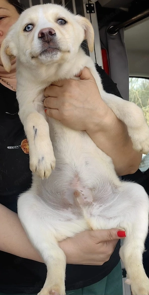 Ulf - Husky Mischling 