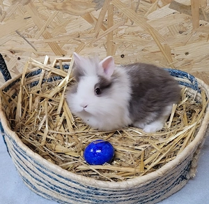 Löwenköpfchen Rammler 10 Wochen alt