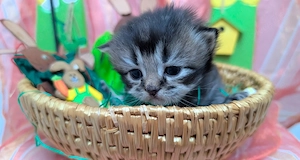 Bkh Britisch Kurzhaar Kitten  Kätzchen