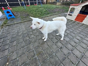 Akita Inu Hündin (2 Jahre) sucht liebevolles Zuhause