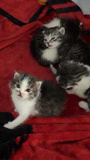 Wunderschöne Baby Katze (Angora BKH Mix) suchen liebevolles Zuhause