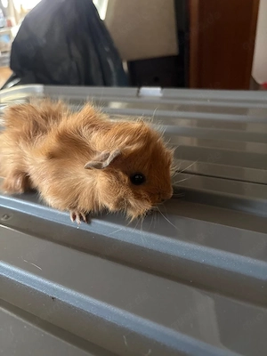 meerschweinchen Böckchen 