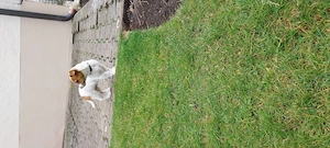 Welpe sucht ein Zuhause für immer