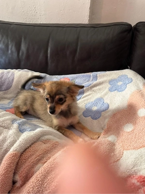 Chihuahua langhaar Welpe   Weibchen