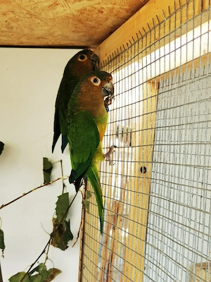 Braunwangensittich Hahn