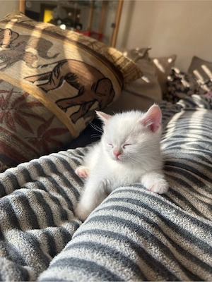 Britisch Kurzhaar Kitten