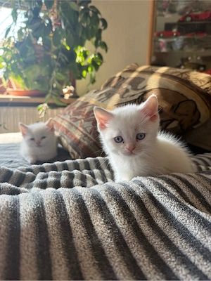 Britisch Kurzhaar Kitten