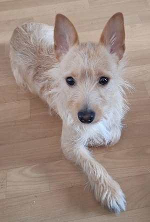 Junger Rüde sucht neue Menschen  Bild 2