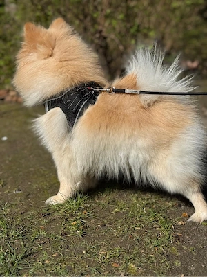 Pomeranian Zwergspitz (Hündin, 11 Monate) geimpft, gechippt, mit Impfpass Bild 4