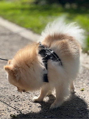 Pomeranian Zwergspitz (Hündin, 11 Monate) geimpft, gechippt, mit Impfpass Bild 3