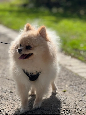 Pomeranian Zwergspitz (Hündin, 11 Monate) geimpft, gechippt, mit Impfpass Bild 5