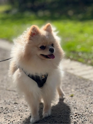 Pomeranian Zwergspitz (Hündin, 11 Monate) geimpft, gechippt, mit Impfpass Bild 2