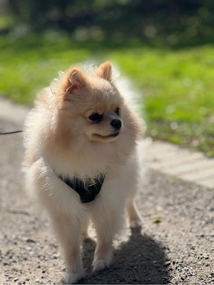 Pomeranian Zwergspitz (Hündin, 11 Monate) geimpft, gechippt, mit Impfpass Bild 6