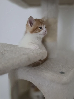 Kleine süße Kätzchen zu verkaufen   