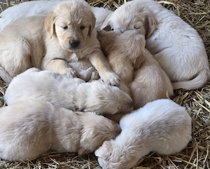 Golden Retriever Welpen 