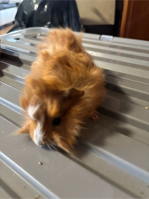 meerschweinchen weibchen 