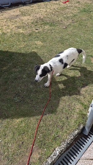 kitty sucht noch ihr zuhause 