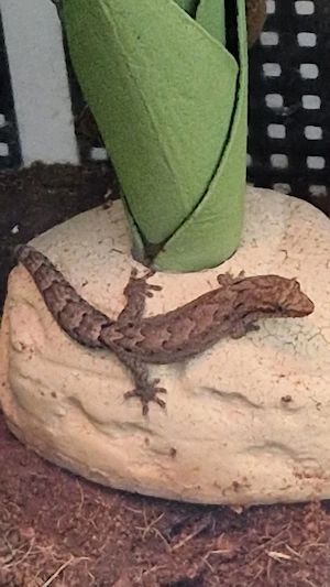 Jungferngeckos mit Terrarium, Exo Terra, inkl. Beleuchtung 