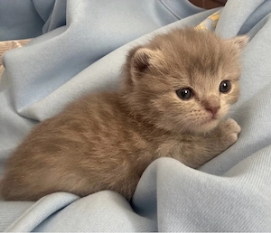    5 traumhafte BKH-Bärchen in Creme suchen ein Herz auf Lebenszeit!   