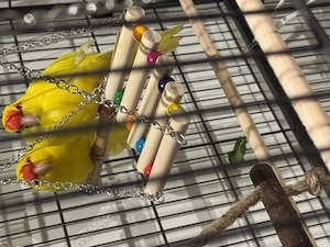 Verkaufe 2 männliche ziegensittiche 