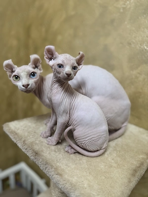 Wunderschönes Elfen-Sphynx-Katerchen sucht liebevolles Zuhause 