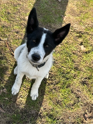 Süßer Kerl sucht neues Zuhause auf Lebenszeit 