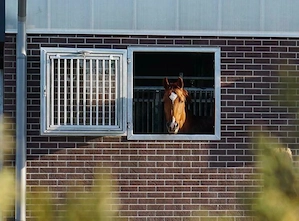 Stallfenster | Pferdebox Fenster | Stallfenster Pferde 