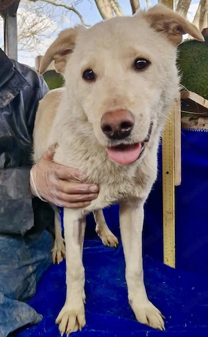 Junghund Josh, Frohnatur sucht Zuhause