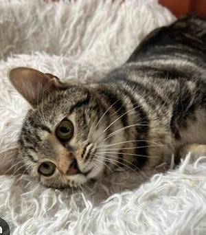 Wunderschöne Britisch Kurzhaar Kitten suchen ihr Für-immer-Zuhause   