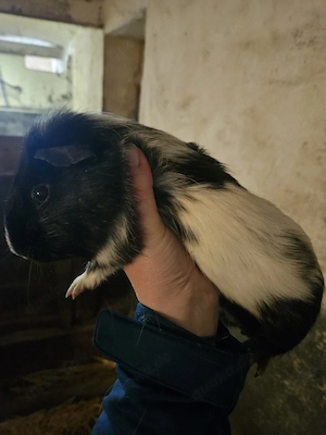 Meerschweinchen männlich 6 Monate alt 