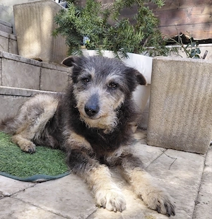 Arthur - sanft und freundlich