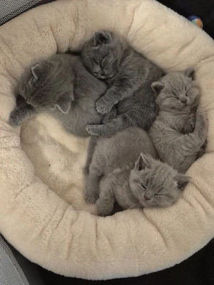 BKH Kitten suchen neues zuhause.