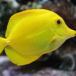 Hawai Doktor Wildfang Meerwasser Fische Zebrasoma Flavescens