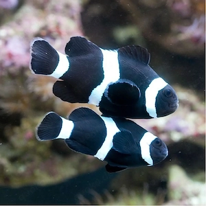 Pärchen Ocellaris Black Clownfische Meerwasser Aquarium