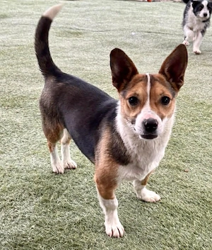 Fröhliche, verspielte Junghündin Lina