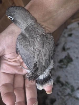 Agapornis nigrigenis - Rußköpfchen -Unzertrennliche - Lovebird