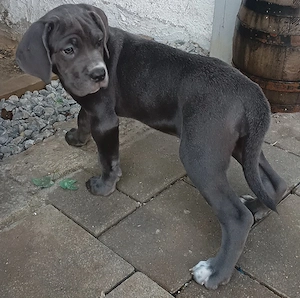 noch eine kleine, süße Cane Corso Hündin in blue line abzugeben