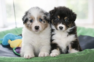 Traumhafte Australian Shepherd Welpen